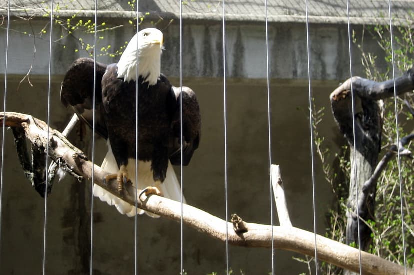 NYC - Bronx - Bronx Zoo: Birds of Prey - American Bald Eag… | Flickr