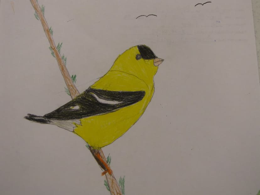 American Goldfinch | American goldfinch, by Cheyenne Phillip… | Flickr