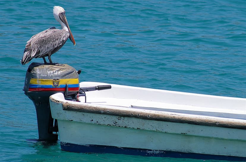 Yamaha fishing | The pelican make full use of these useful h… | Flickr
