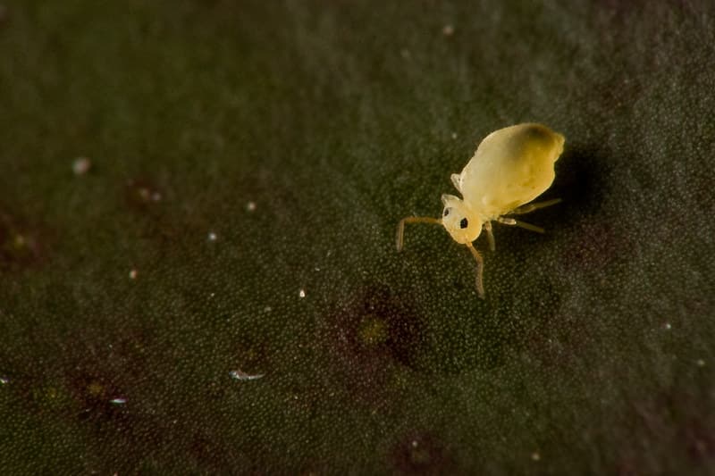 Globular Springtail | On Sunday, after a few minutes of futi… | Flickr