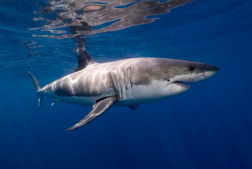 White shark | White shark from Isla Guadalupe, Mexico. | Ken Bondy ...