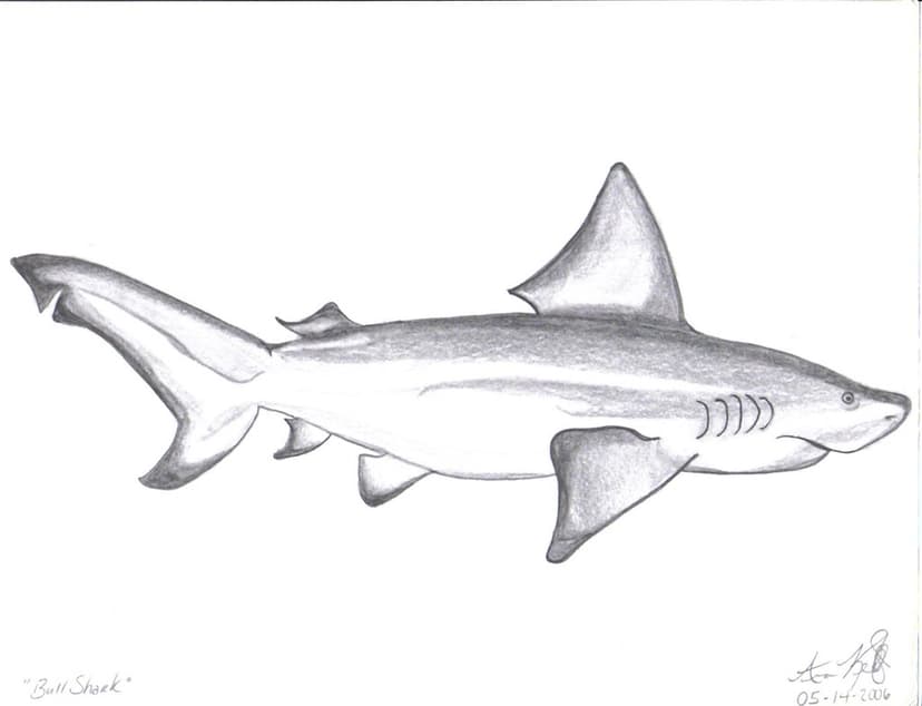 Bull Shark | All sketches are done by myself. Standard #2 pe… | Flickr
