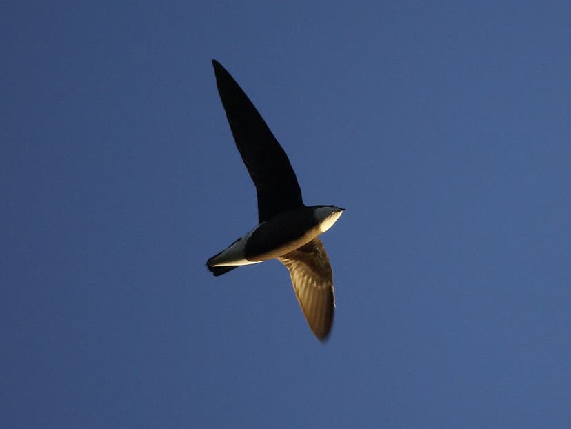 White-throated Needletail (Hirundapus caudacutus) | Wamboin,… | Flickr