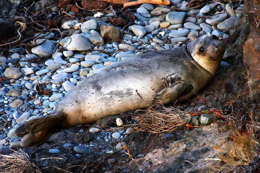 Baby Elephant Seal | An elephant seal colony of about 7500 i… | Flickr