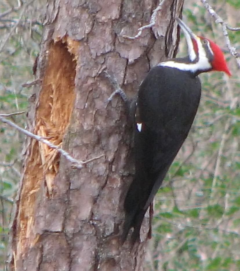 Pileated Woodpecker ... 5 minutes into his drilling! | Flickr