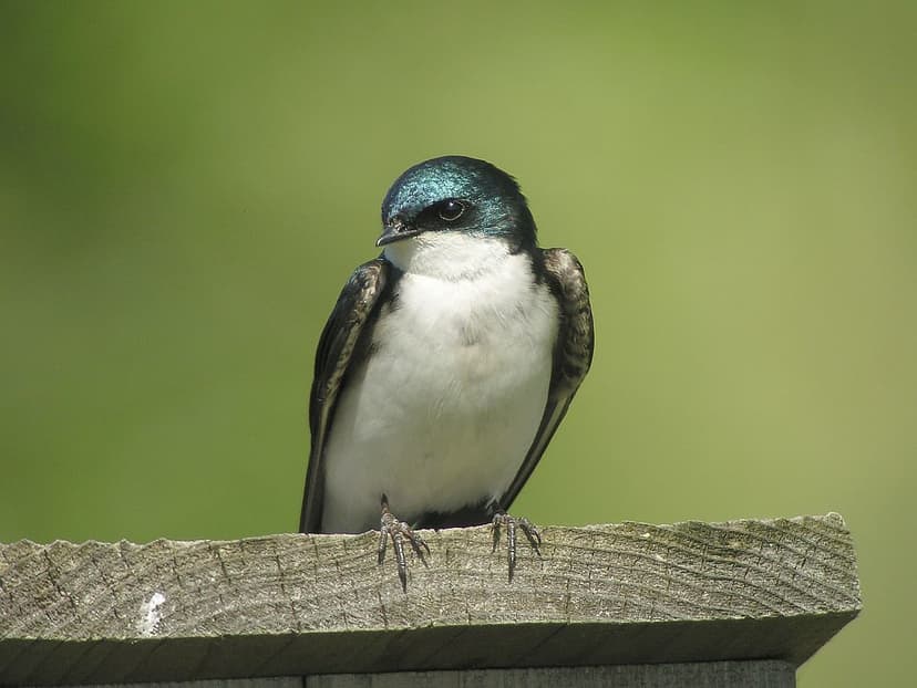 Tree Swallow | Volunteers have put up nest boxes around Shol… | Flickr