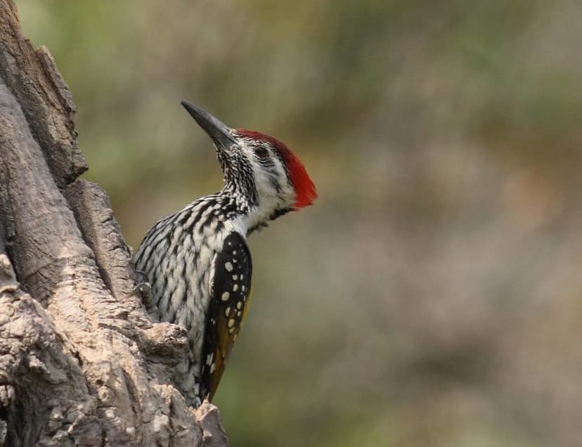 Black-Rumped Flameback | Explored at #488 on 4 Apr 08 Descri… | Flickr