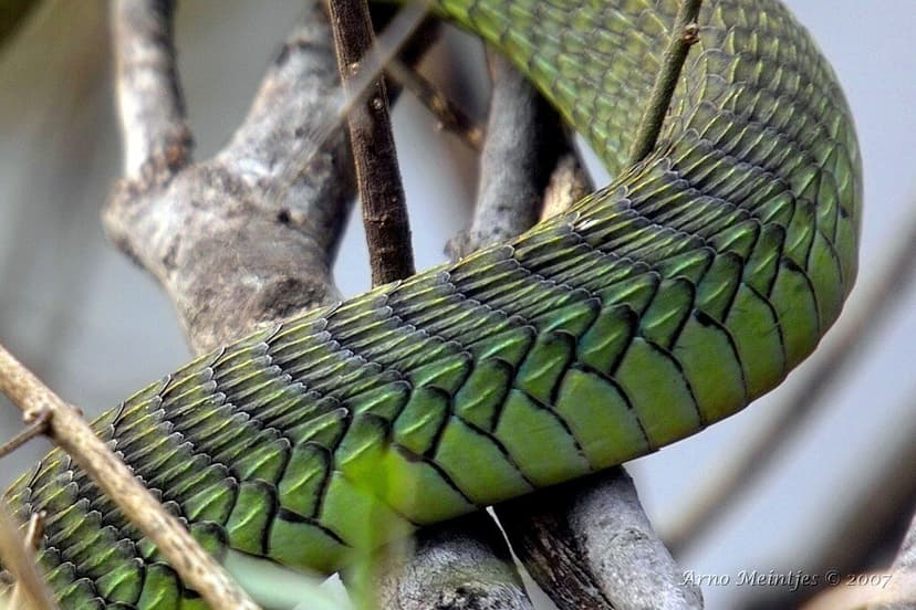 Boomslang (Dispholidus typus) | IMG02020 The Boomslang Snake… | Flickr