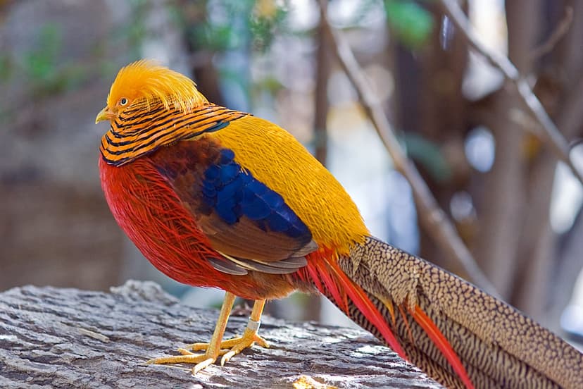 King Tut like Pheasant - Yellow Red Blue Bird | I've no idea… | Flickr