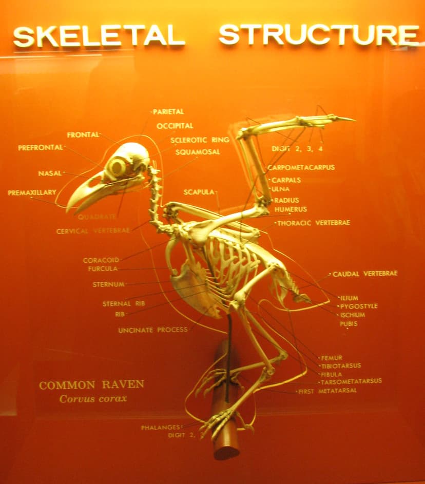 Bird Skeleton | terren in Virginia | Flickr