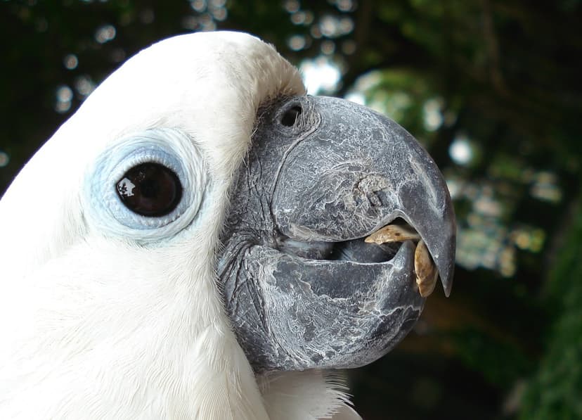 A white parrot | View large A friendly white parrot nibbling… | Flickr