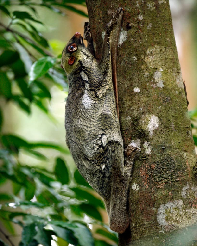 Colugo | Adult, female, Singapore. Order : DERMOPTERA Family ...