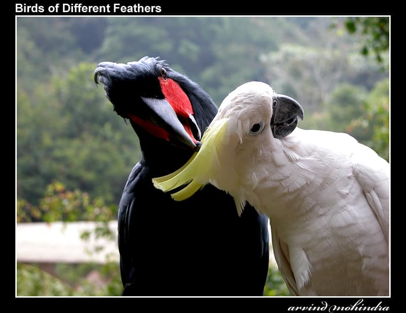 Birds of Different Feathers | Black Cockatoo with a Sulfur C… | Flickr