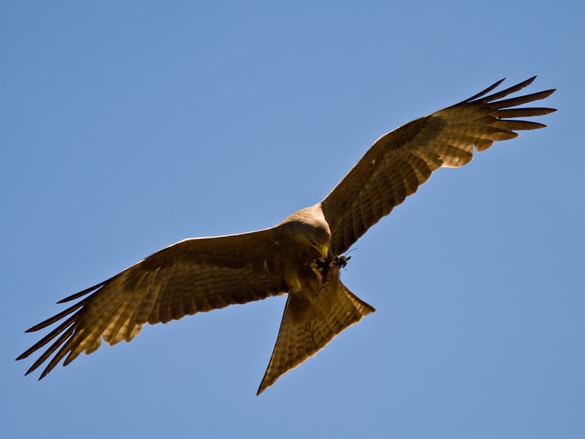 Black Kite in Flight | Black kite flying near the picnic sit… | Flickr