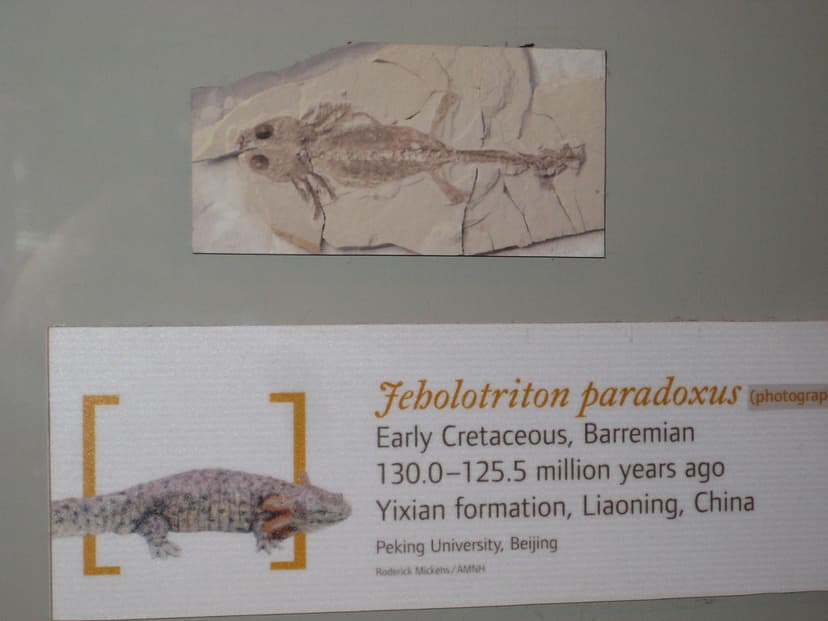 Jeholotriton paradoxus | Not a dinosaur, but just as awesome… | Flickr