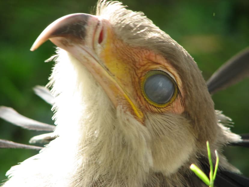 Secretary Bird Ummi | These birds have a second lens that co… | Flickr