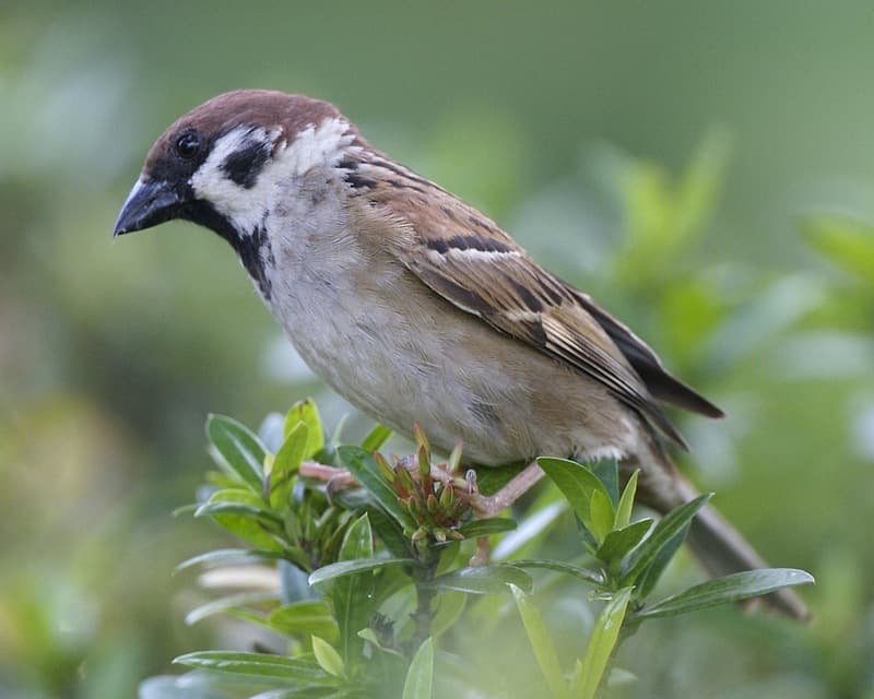 Eurasian Tree Sparrow (Passer montanus malaccensis) | Flickr