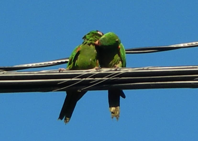 Grooming | Chris Dent | Flickr