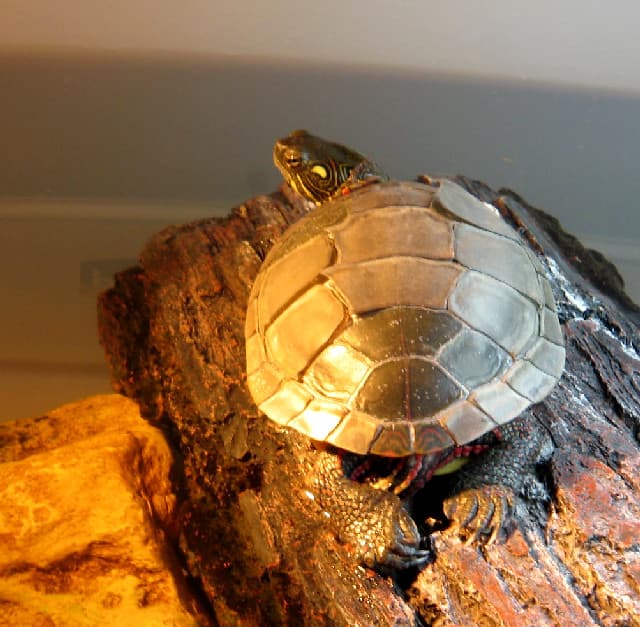scute shedding time | gam preparing to shed some old shell s… | Flickr