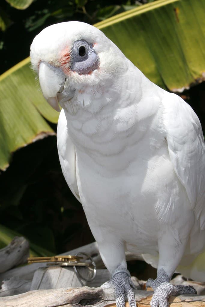 IMG_0999 | Lois, my bare eyed cockatoo. 20 years young ...