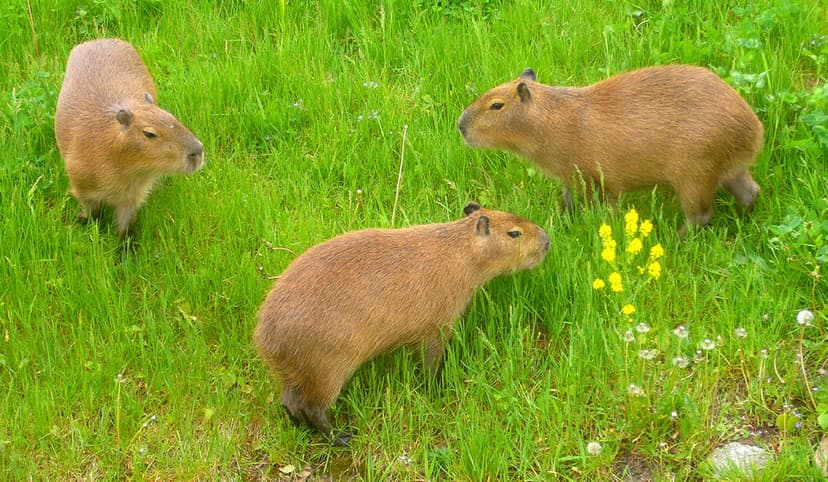 Rodents Of Unusual Size | Linden Tea | Flickr