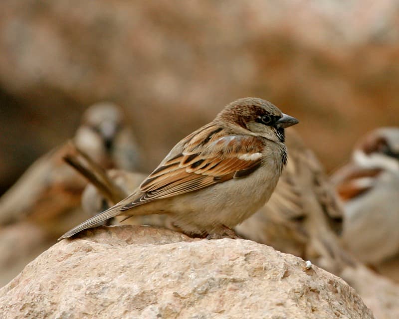 Egyptian House Sparrow (Passer domesticus niloticus) | Flickr