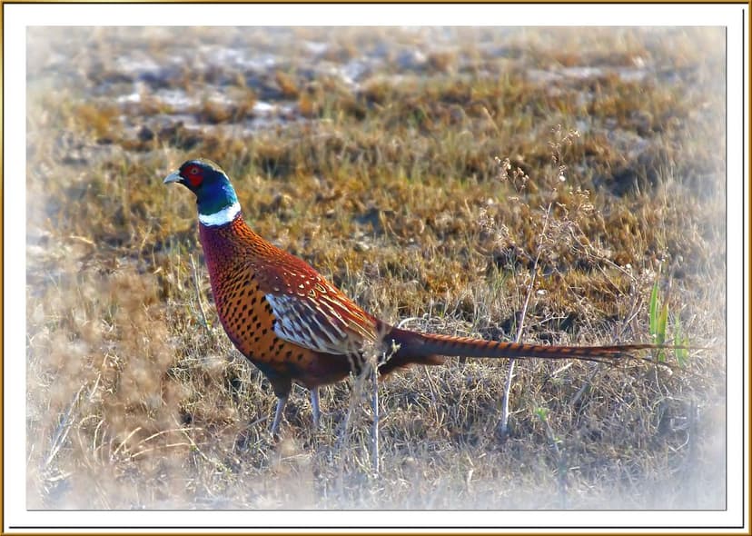 Faisà comú - Faisán común - Common Pheasant - Phasianus co… | Flickr