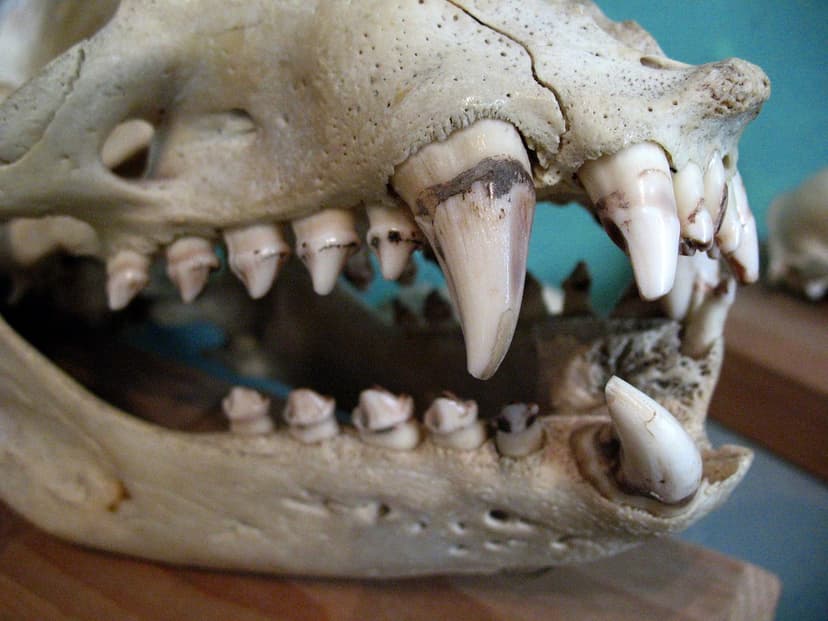 Smile | California sea lion skull teeth in the Phyl Munday N… | Flickr