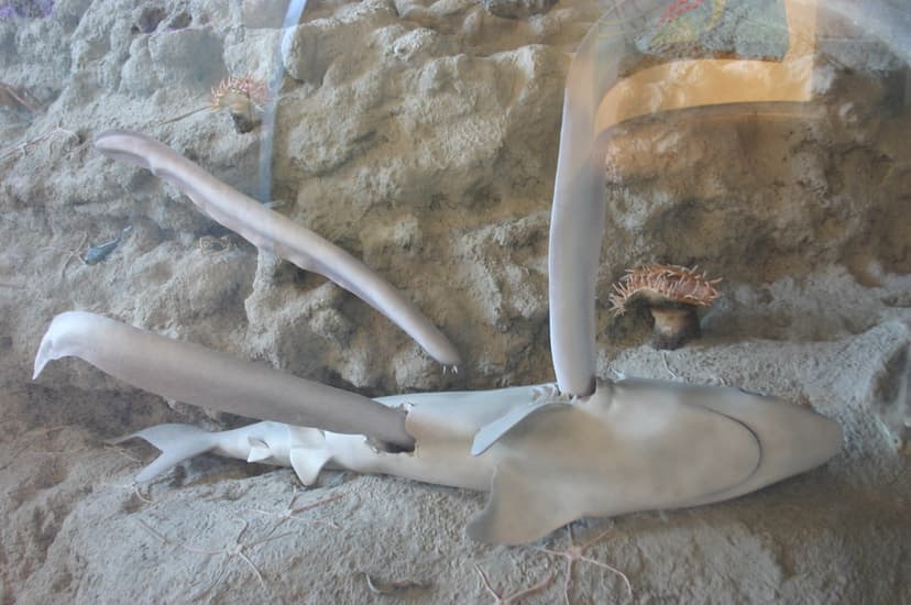 Jawless Hagfish | Visit my blog at ideonexus.com | Ryan Somma | Flickr