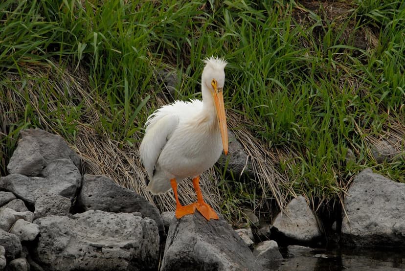 American White Pelican (Pelecanus erythrorhynchos) Cleansi… | Flickr