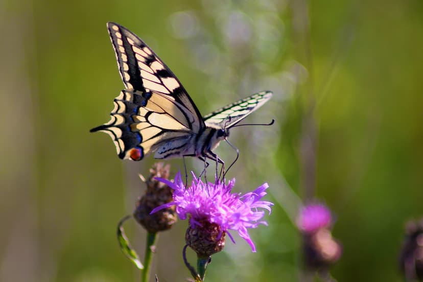 Butterfly on Flower | Was chasing this one for almost 1h bef… | Flickr