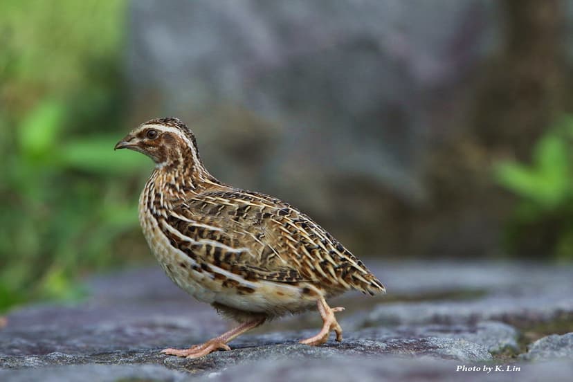 日本鵪鶉-冬候鳥| 學名: Coturnix japonica 英名: Japanese Quail 體長 ...