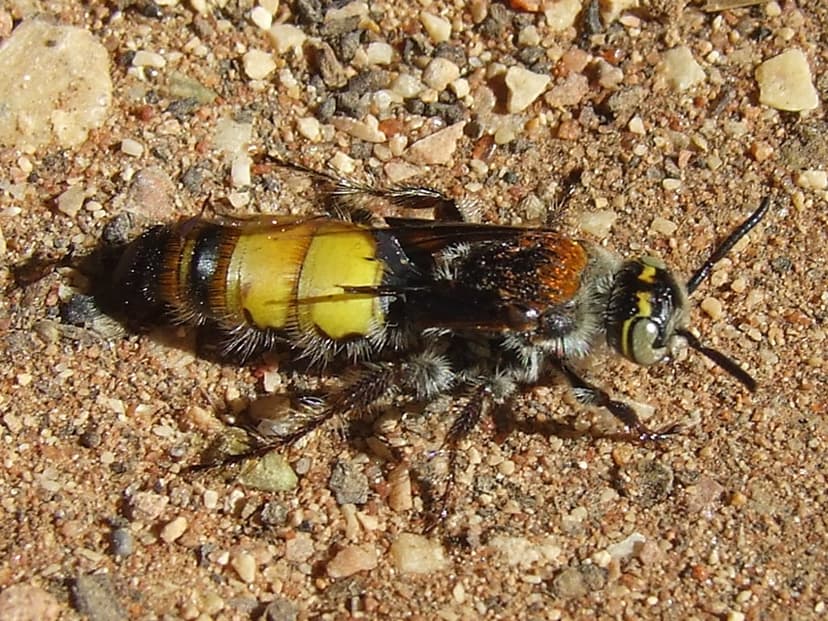Scoliidae>Radumeris radula(Barrow Island)Hairy Flower Wasp… | Flickr
