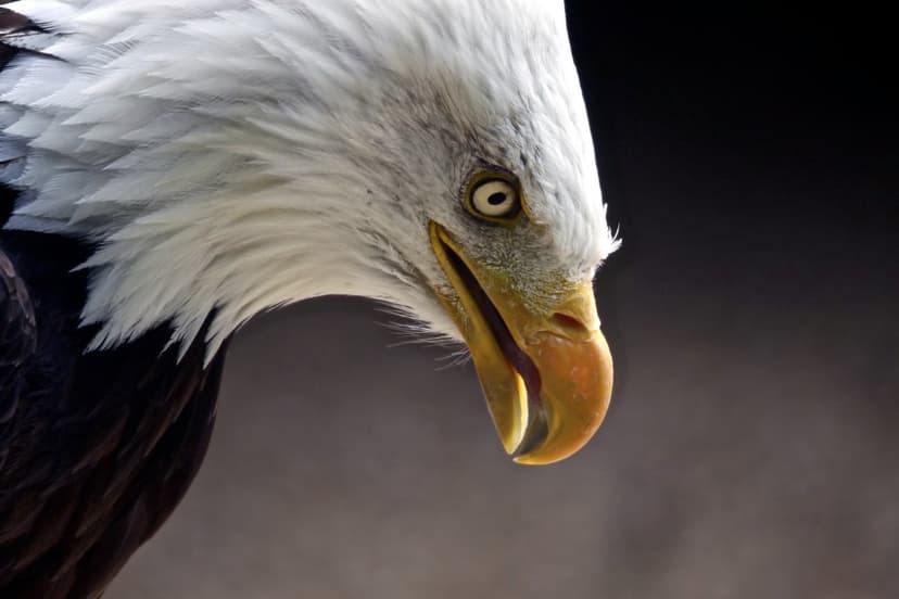 Bald Eagle | Taken at the Hawk Conservancy in Andover. More … | Flickr