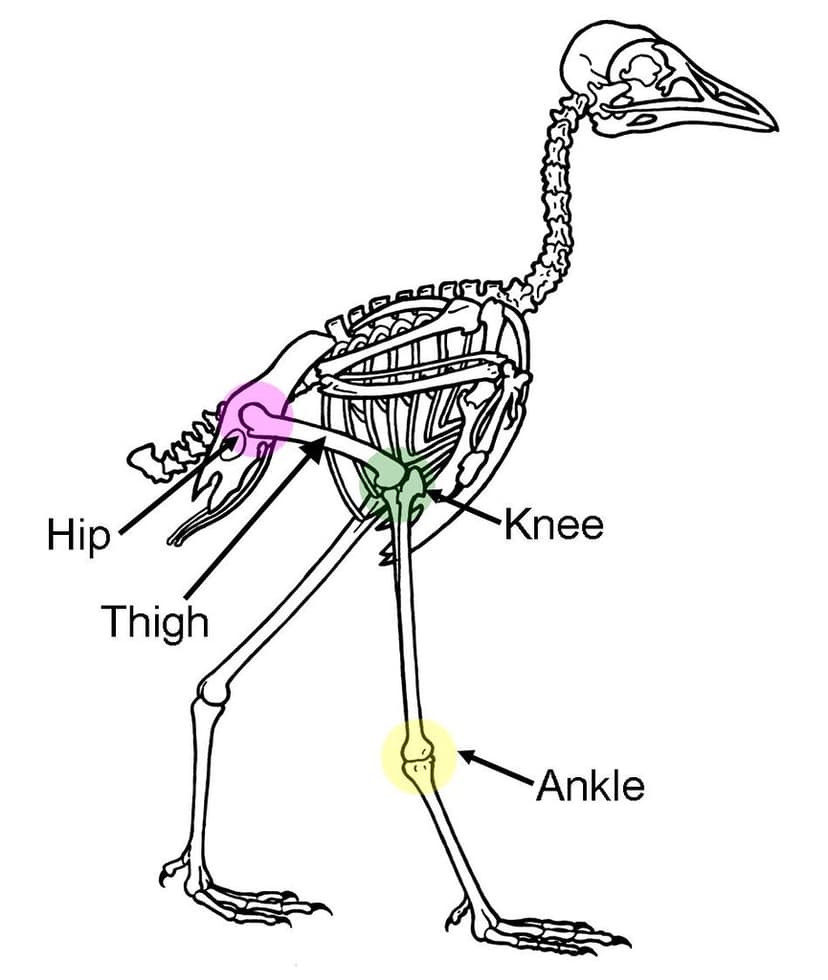 Bird bone structure | "During walking and running in birds, … | Flickr