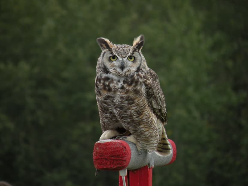 Great Horned Owl | Bubo virginianus. The provincial bird of … | Flickr