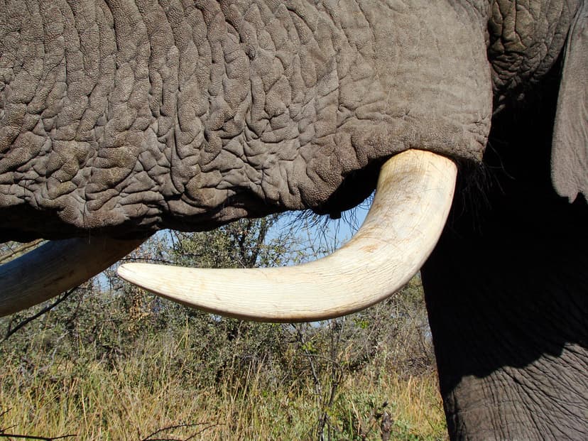DSC08045 elephant tusk sooc | Blogged here: godutchbaby.blog… | Flickr