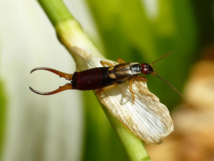 European Earwig (Forficula auricularia) | Earwigs are member… | Flickr