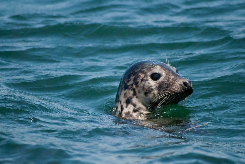 Baby Harbor Seal | A herd of about a hundred grey seals were… | Flickr