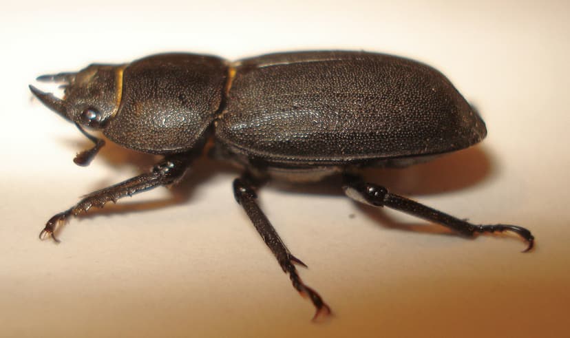 Coleoptera - Lesser Stag Beetle - Dorcus parallelopipedus | Flickr