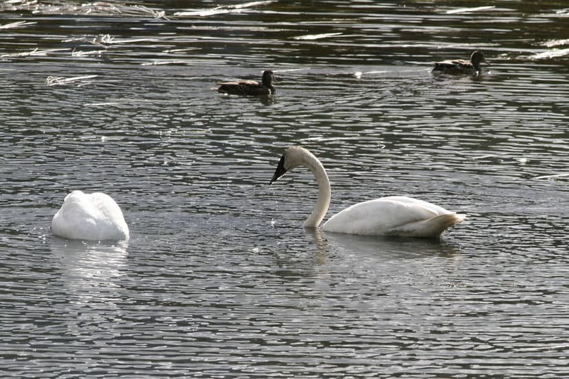 Cygnus buccinator (Trumpeter Swan) | Trumpeter Swans (Cygnus… | Flickr