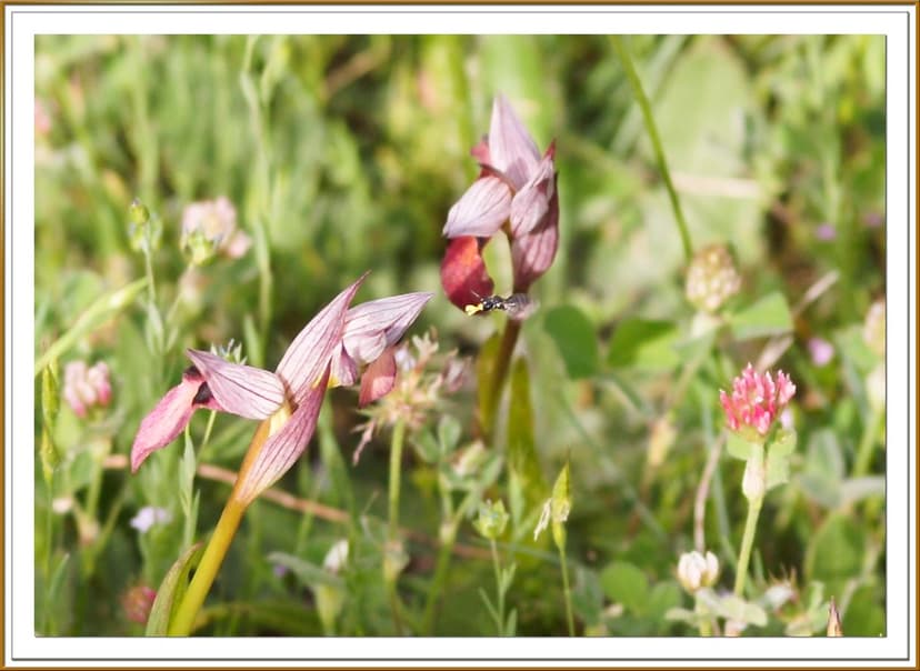 Secuencia de la polinización de las orquídeas serapia sp. … | Flickr