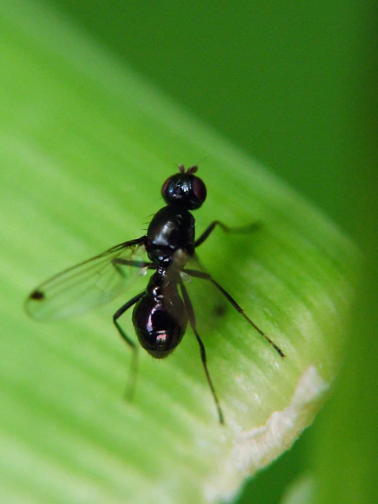 Dung Fly - Parapalaeosepsis plebeia | Depsite their common n… | Flickr