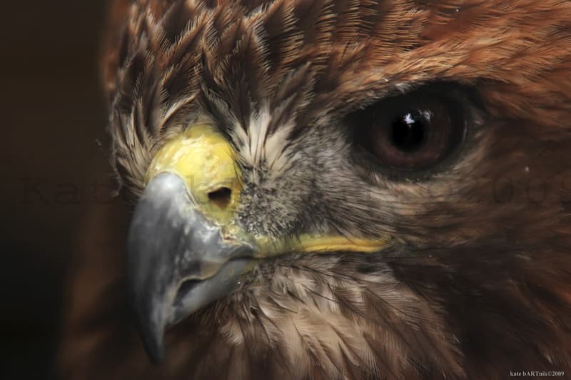 Hawk | Explore 07/12/2009 #427 Thank you :D The Red-tailed H… | Flickr