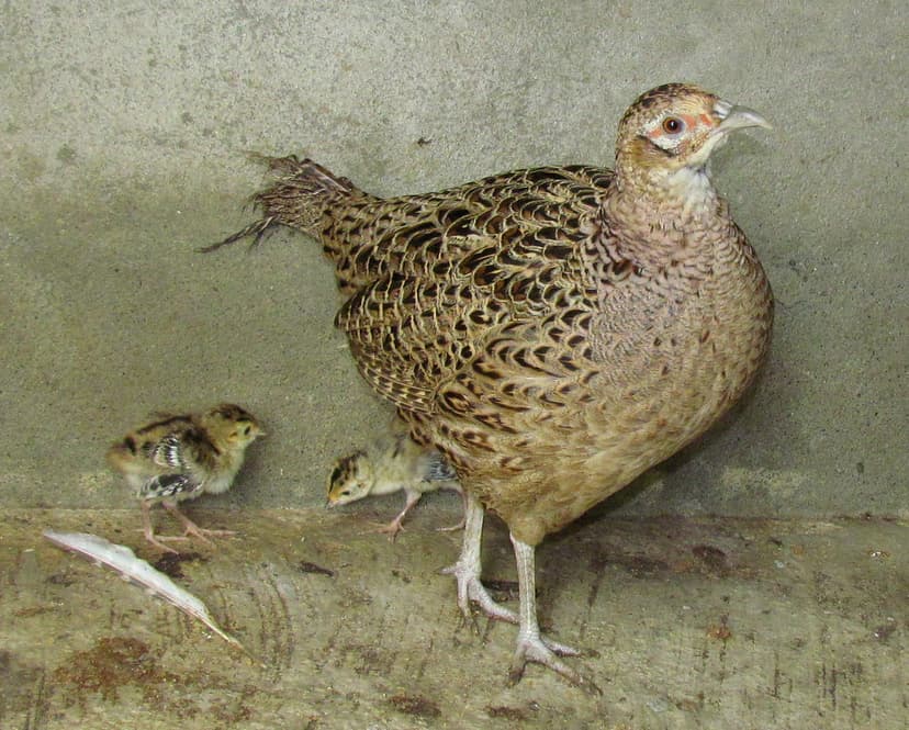Faisán ♀ con dos crías. Ave exótica en Venezuela [Pheasant… | Flickr