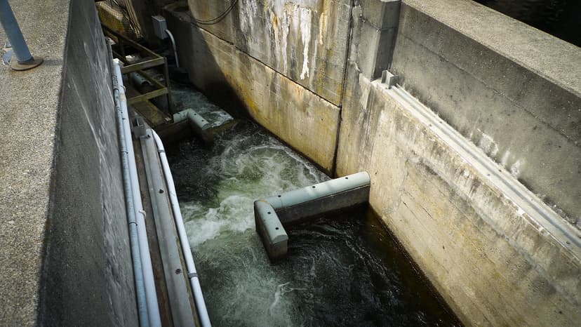 Fish Ladder | Another attraction at the locks is the fish la… | Flickr