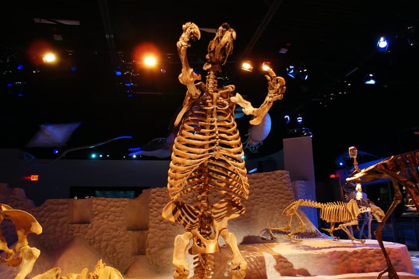 Giant Ground Sloth (Thinobadistes segnis) | Florida Museum o… | Flickr