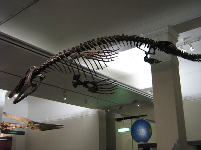 Mosasaur tylosaur marine reptile fossil skeleton auckland … | Flickr