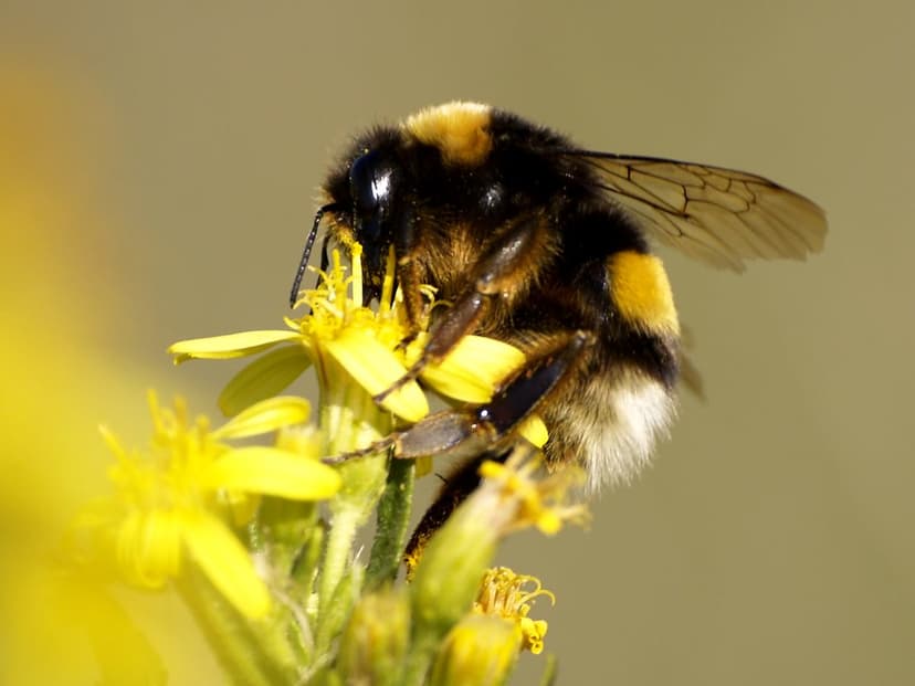 Bombus terrestris lusitanicus | Class: Insecta. Order: Hymen… | Flickr