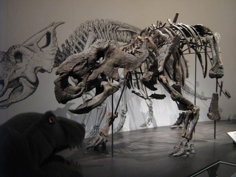 dinosaur park pachyrhinosaur pachyrhinosaurus ceratopsian … | Flickr